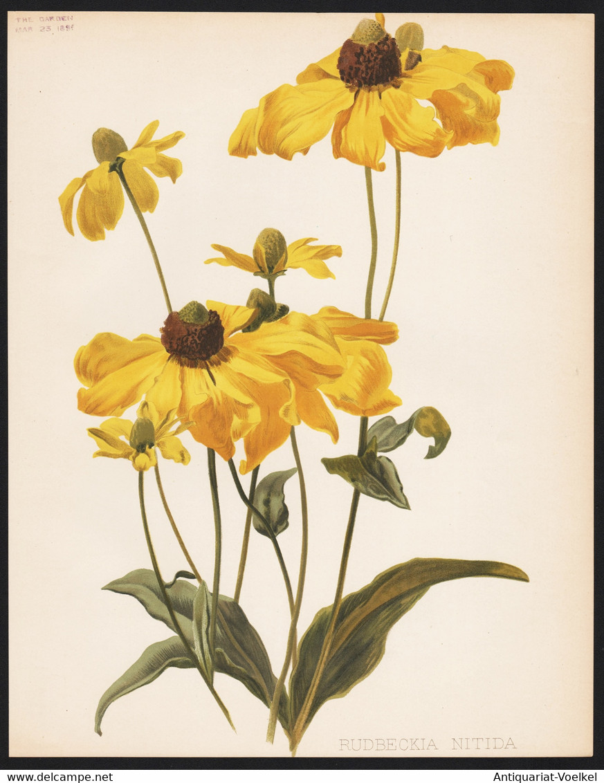 Rudbeckia Nitida - Cutleaf Coneflower North America Schlitzblättriger Sonnenhut Flowers Blumen Flower Blume Bo - Prints & Engravings