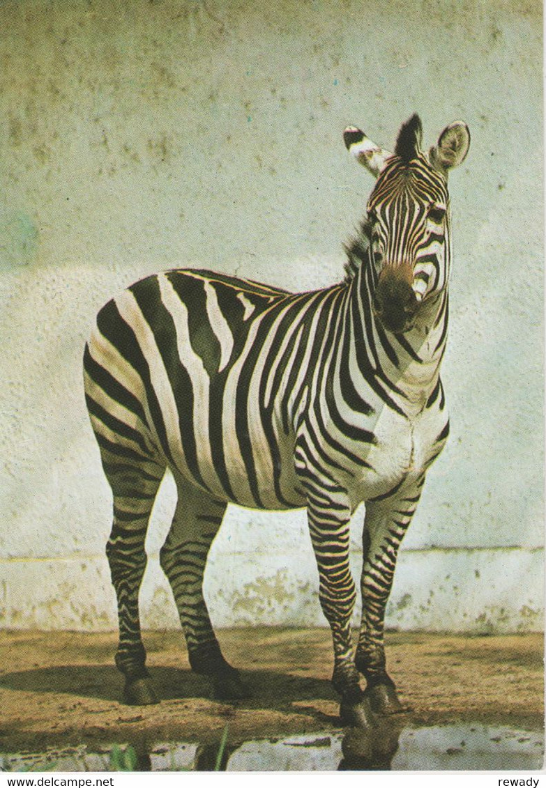 Zebres - Zebras - Zebre / Stamp / Par Avion / 5 Postcards - Zebras