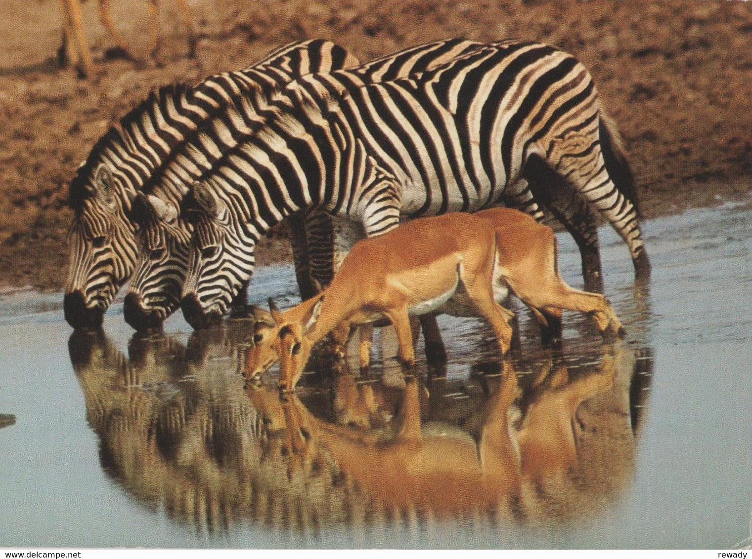 Zebres - Zebras - Zebre / Stamp / Par Avion / 5 Postcards - Zebre