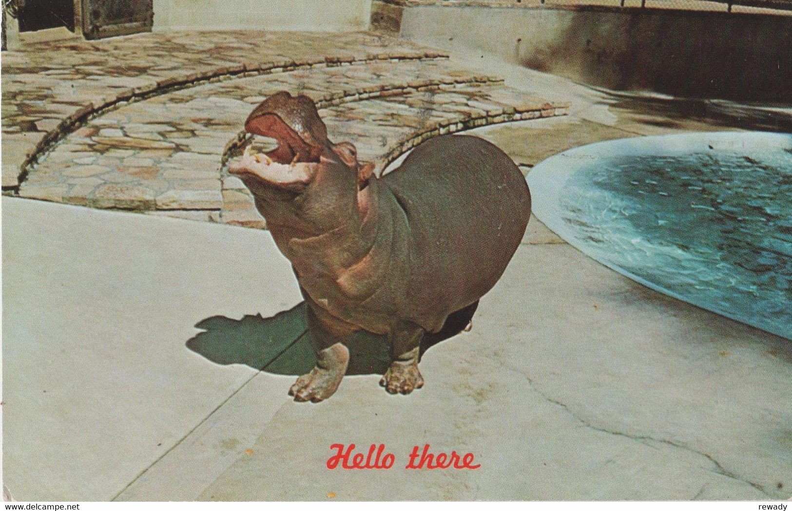 Hippopotamus - Nilpferd - Hippopotame / 4 Postcards / Stamp - Hippopotames