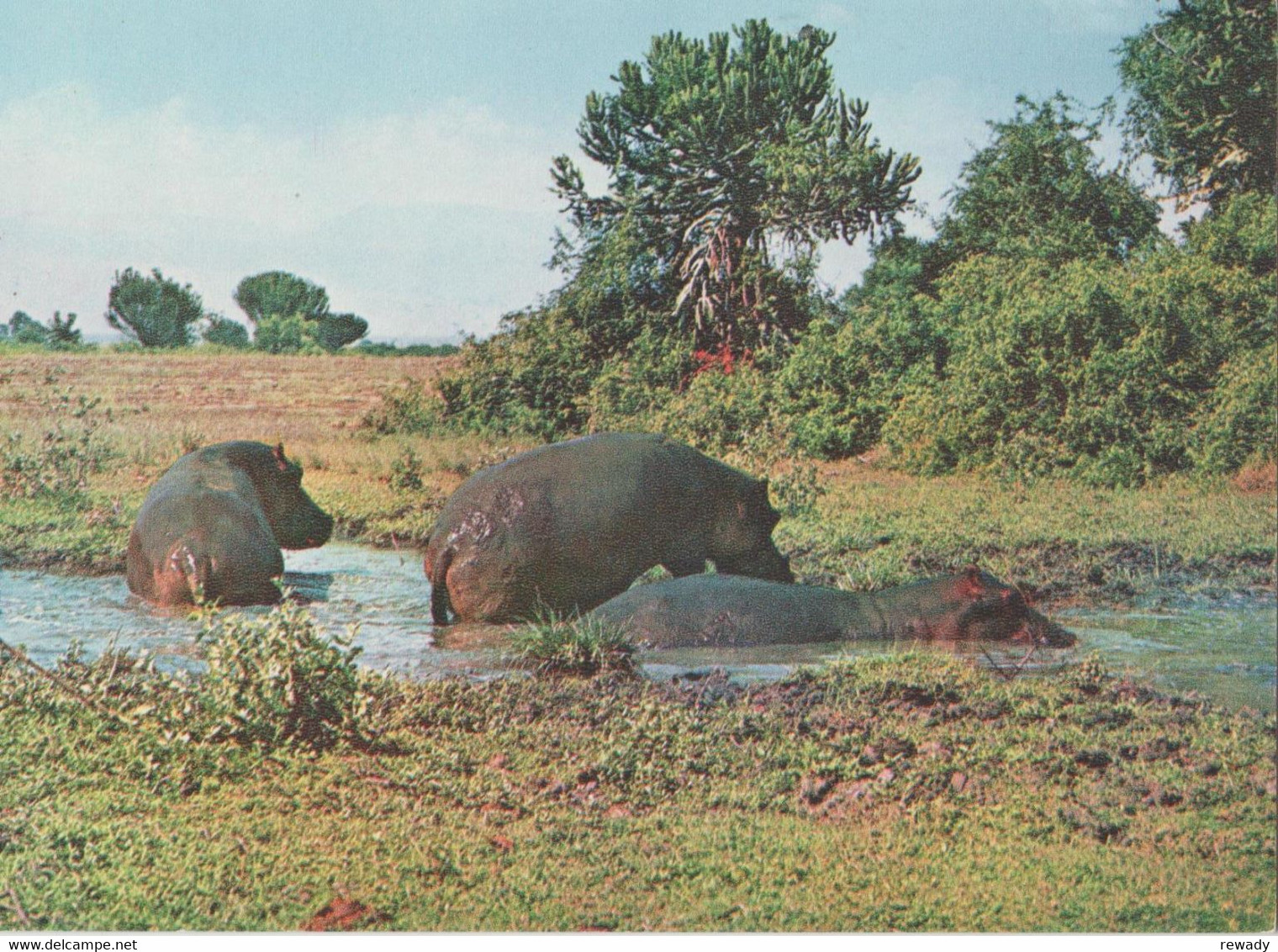 Hippopotamus - Nilpferd - Hippopotame / 4 Postcards / Stamp - Hippopotamuses