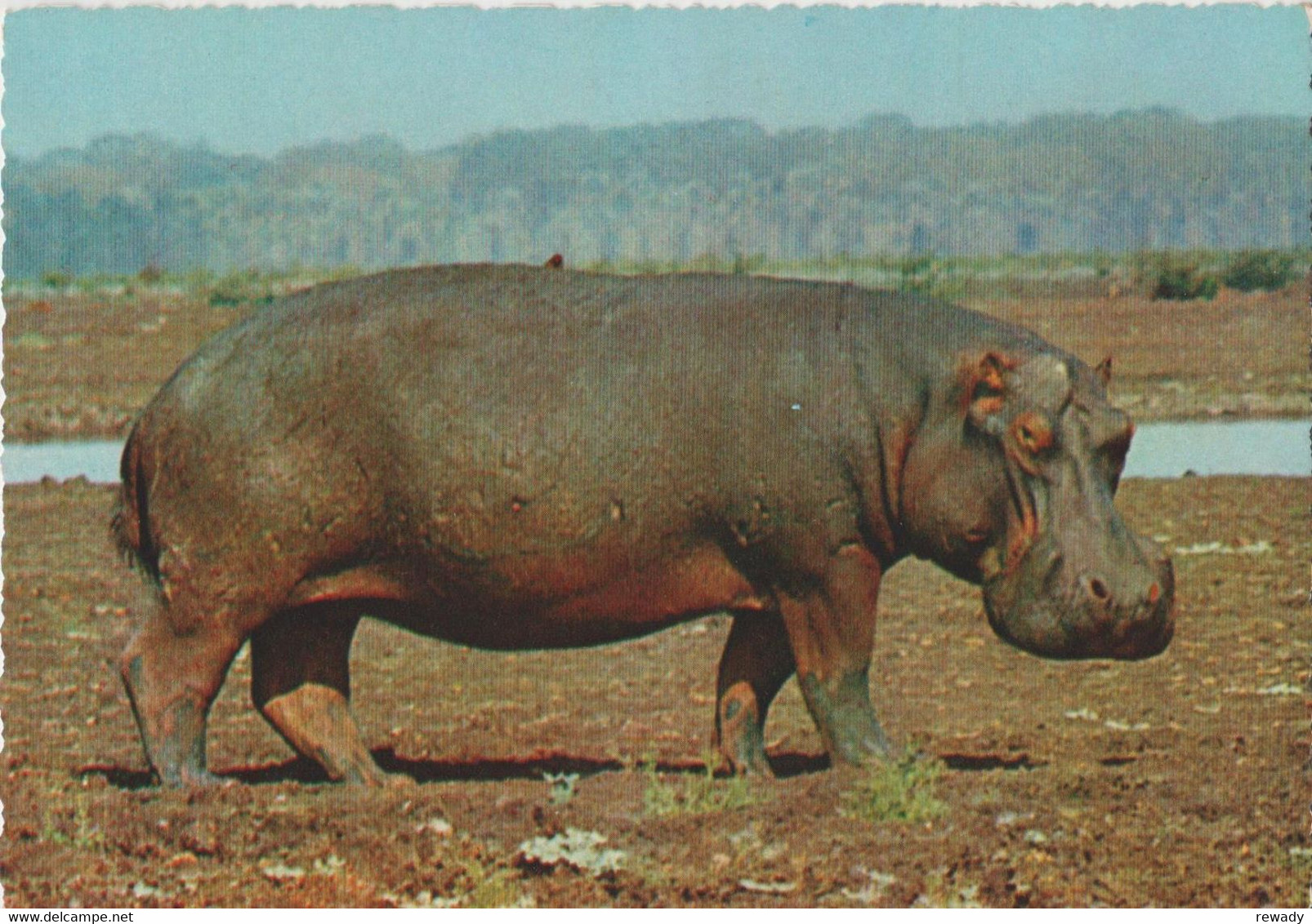 Hippopotamus - Nilpferd - Hippopotame / 4 Postcards / Stamp - Ippopotami