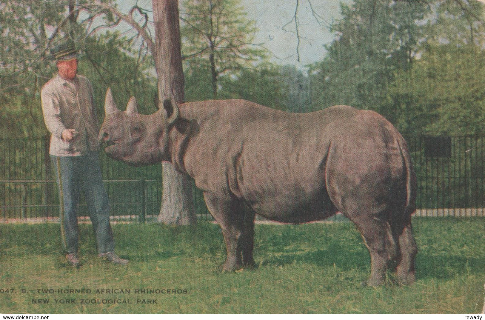 Rhinoceros - Rhino / 2 Postcards - Rhinoceros
