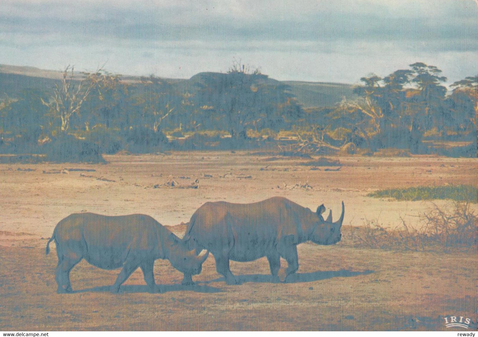 Rhinoceros - Rhino / 2 Postcards - Rhinozeros