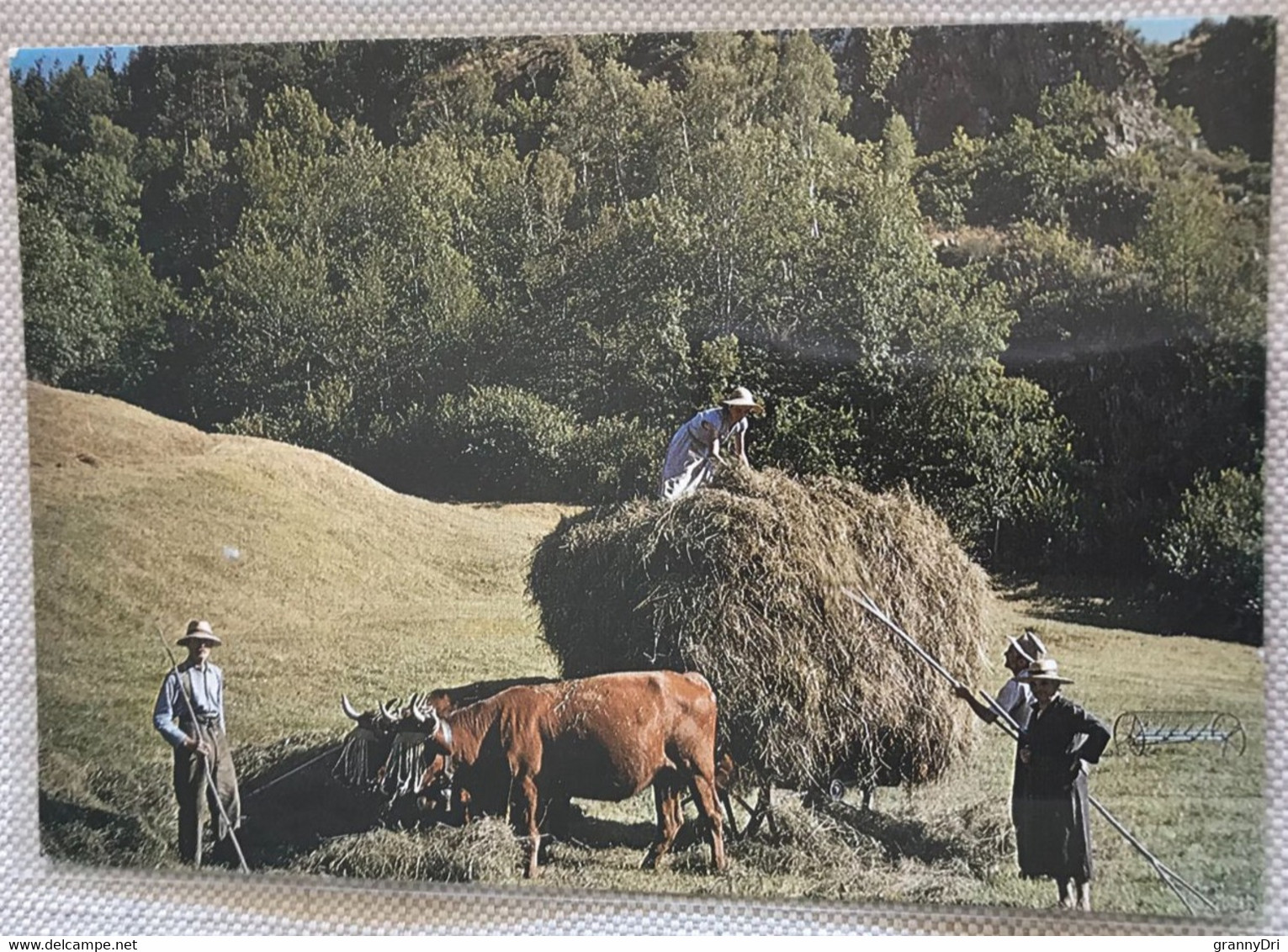 La Fenaison 1984 Boeufs Decores Cloches Charrette A Foin Dames Ballot Pic Machine Agricole -ed Bos - Attelages