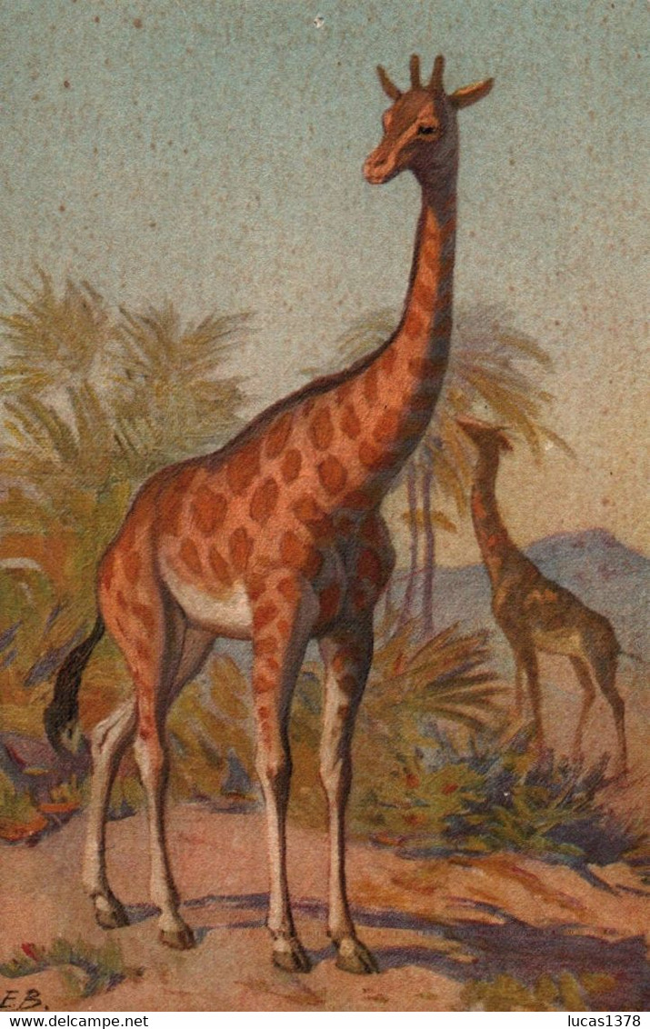 CARTE SUISSE / N 125 / LLUSTRATEUR E.B / GIRAFE - Girafes