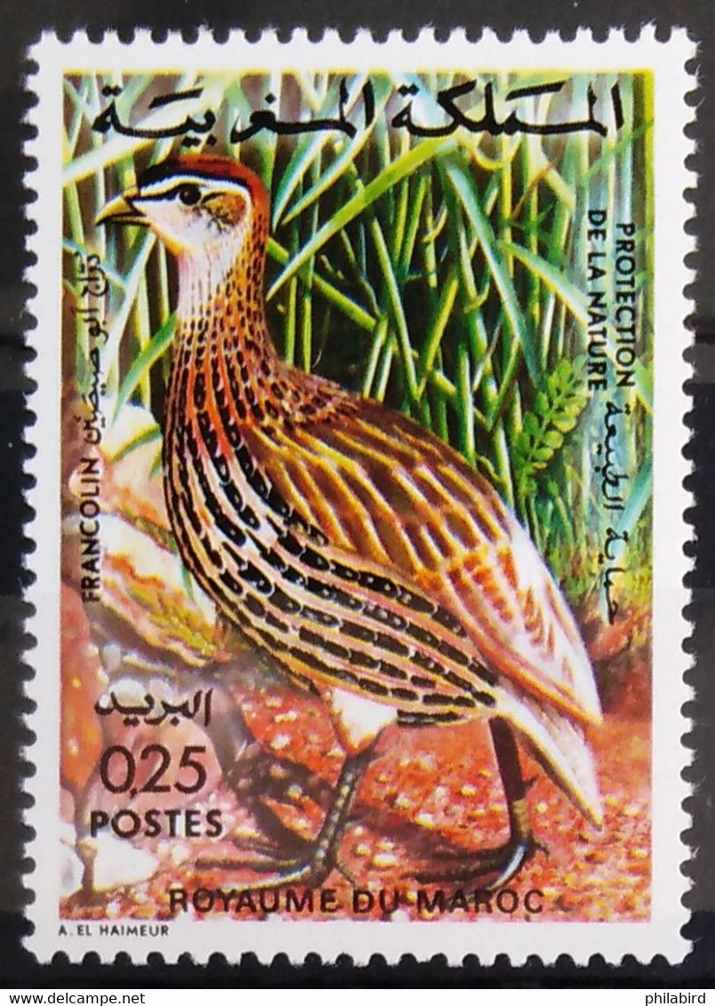 OISEAUX - MAROC                 N° 713                      NEUF** - Pernice, Quaglie