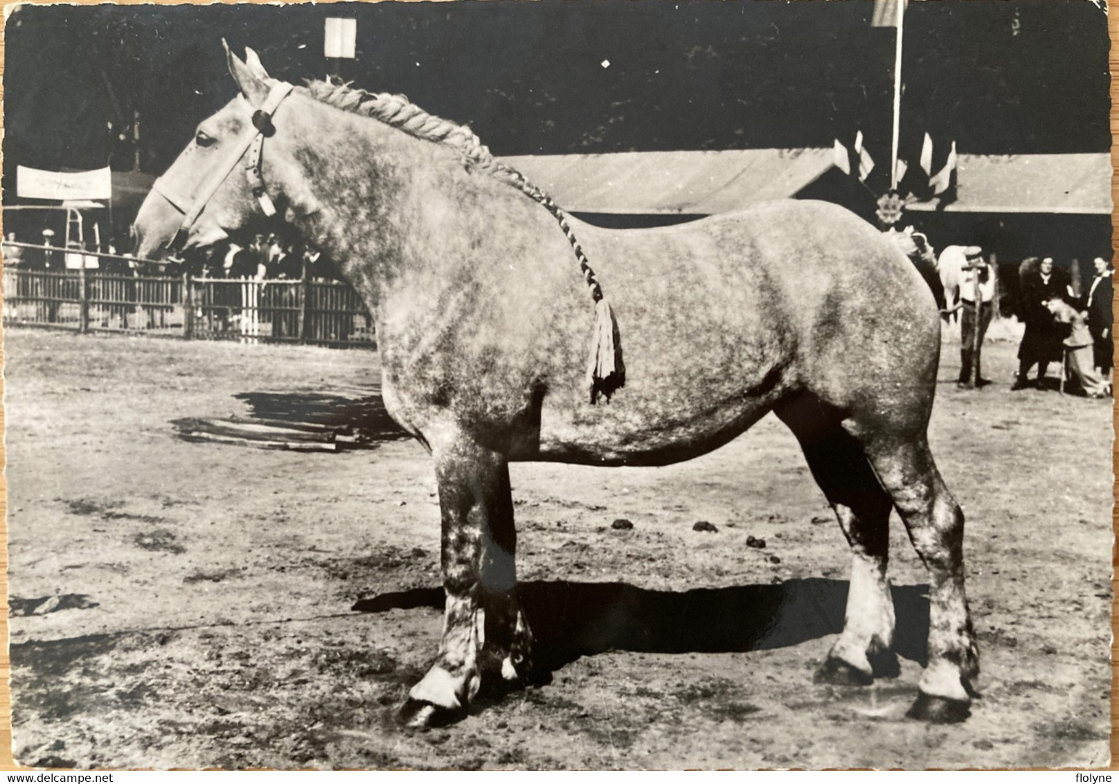 Chevaux - Cheval PERCHERON , France - Horse Horses Animaux - élevage Hippisme équitation - Cavalli