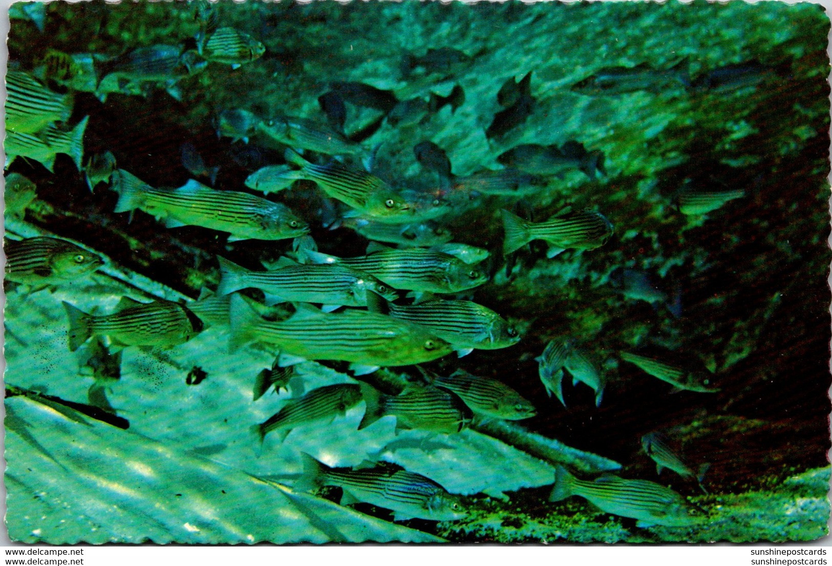 Florida Silver Springs Underwater Scene - Silver Springs