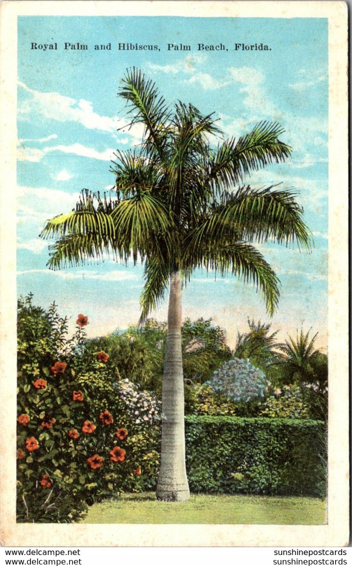 Florida Palm Beach Royal Palm And Hibiscus - Palm Beach