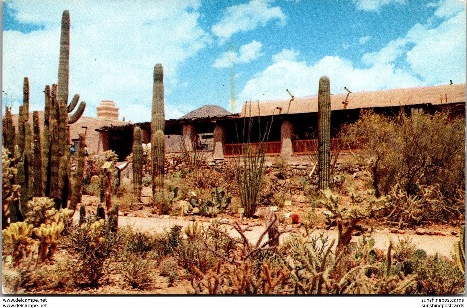 Arizona Tucson Arizona-Sonora Desert Museum Tucson Mountain Park - Tucson