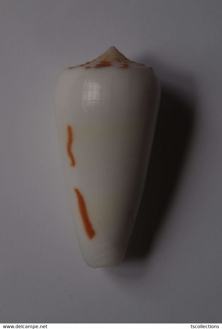 Conus Gubernator Terminus - Coquillages