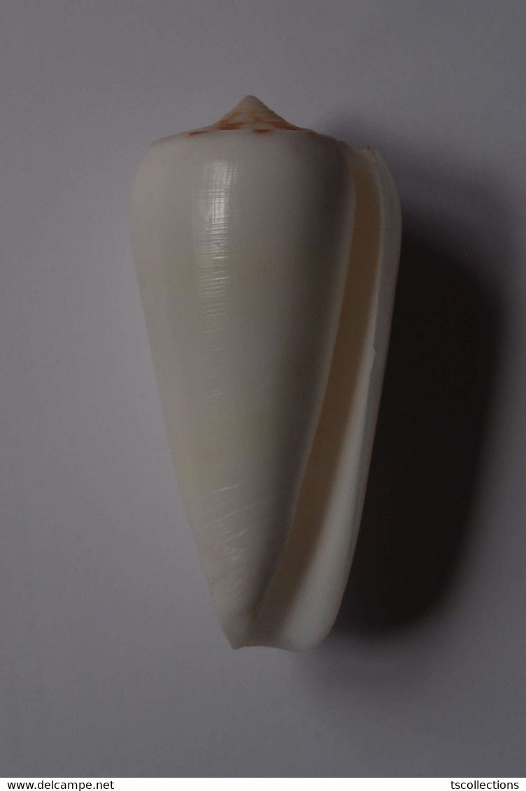 Conus Gubernator Terminus - Coquillages