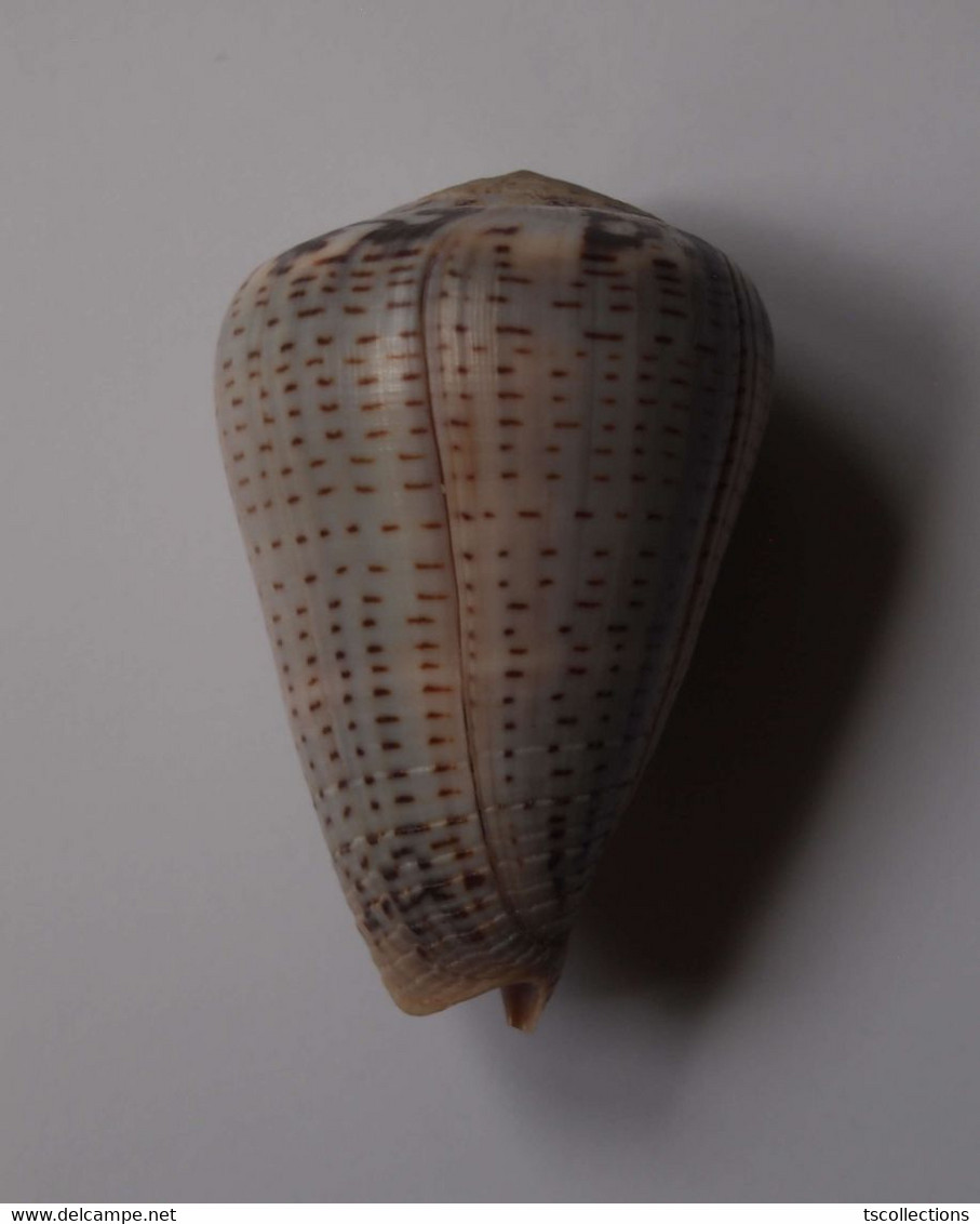 Conus Glaucus - Coquillages