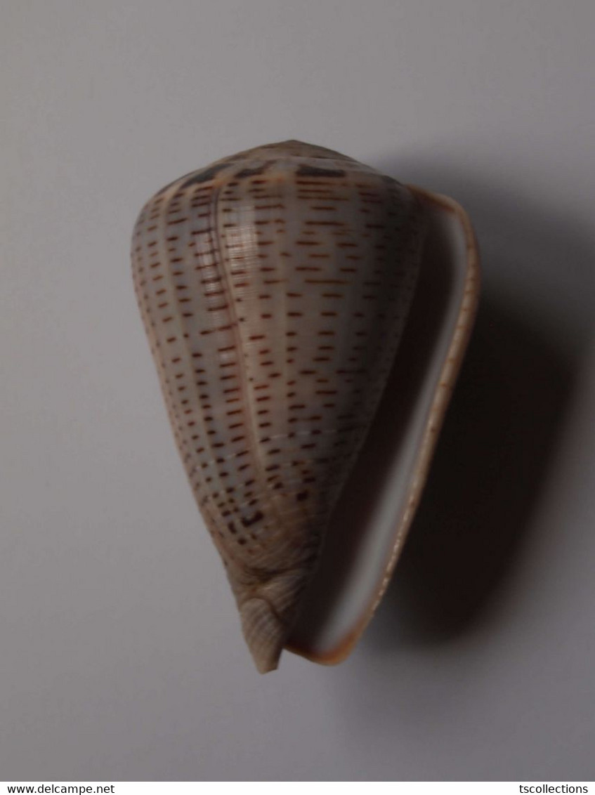 Conus Glaucus - Coquillages