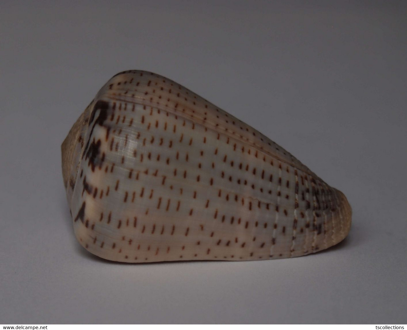 Conus Glaucus - Coquillages