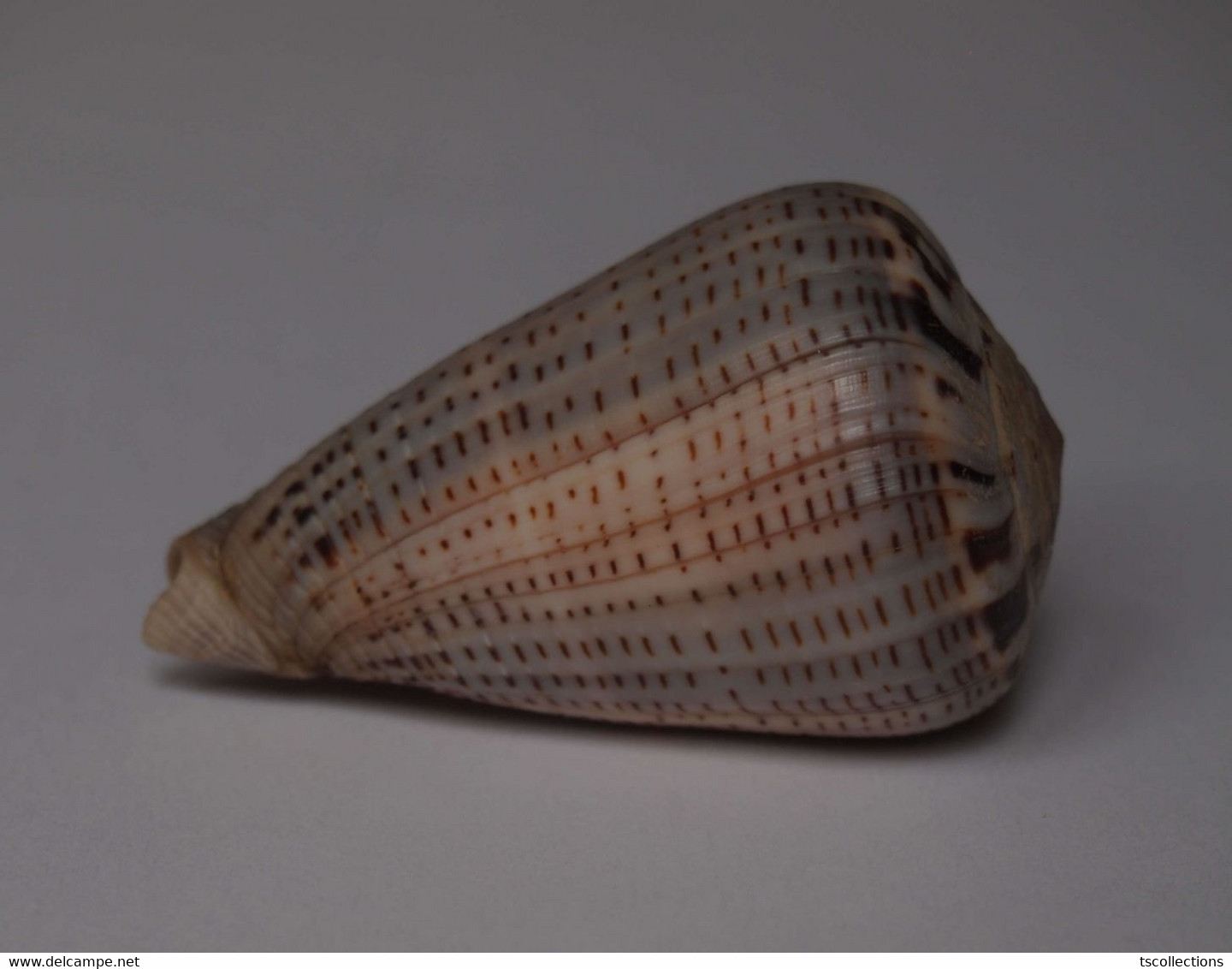 Conus Glaucus - Coquillages