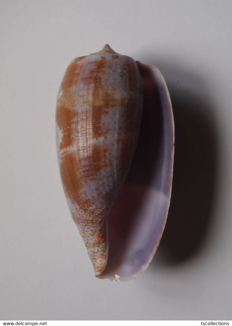 Conus Tulipa - Coquillages