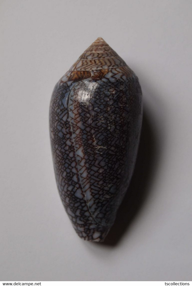 Conus Archiepiscopus (forme) - Coquillages