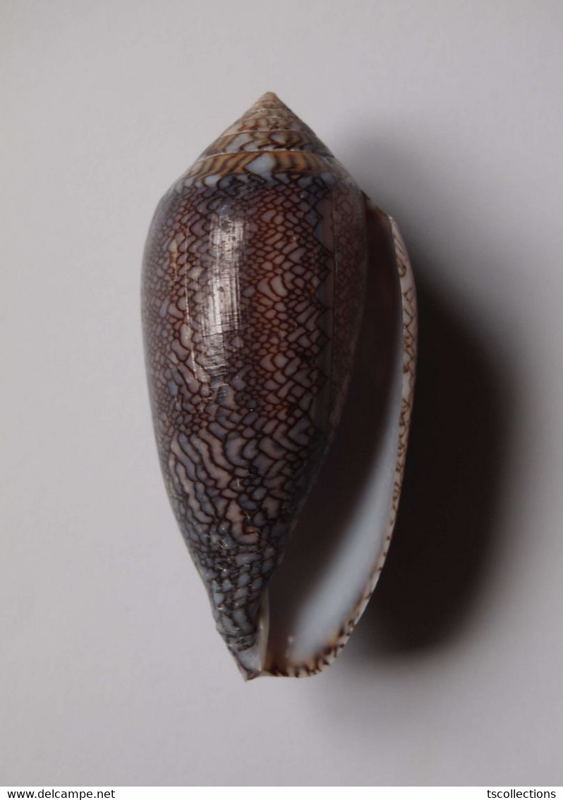 Conus Archiepiscopus (forme) - Coquillages