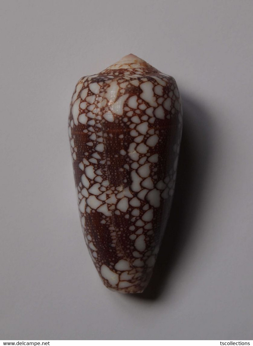 Conus Omaria - Coquillages