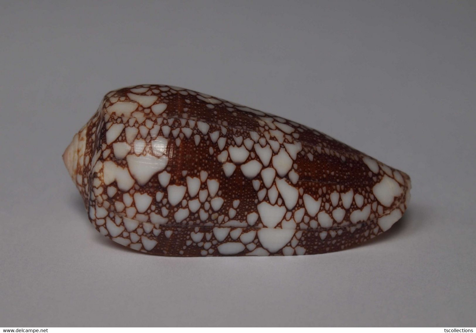 Conus Omaria - Coquillages