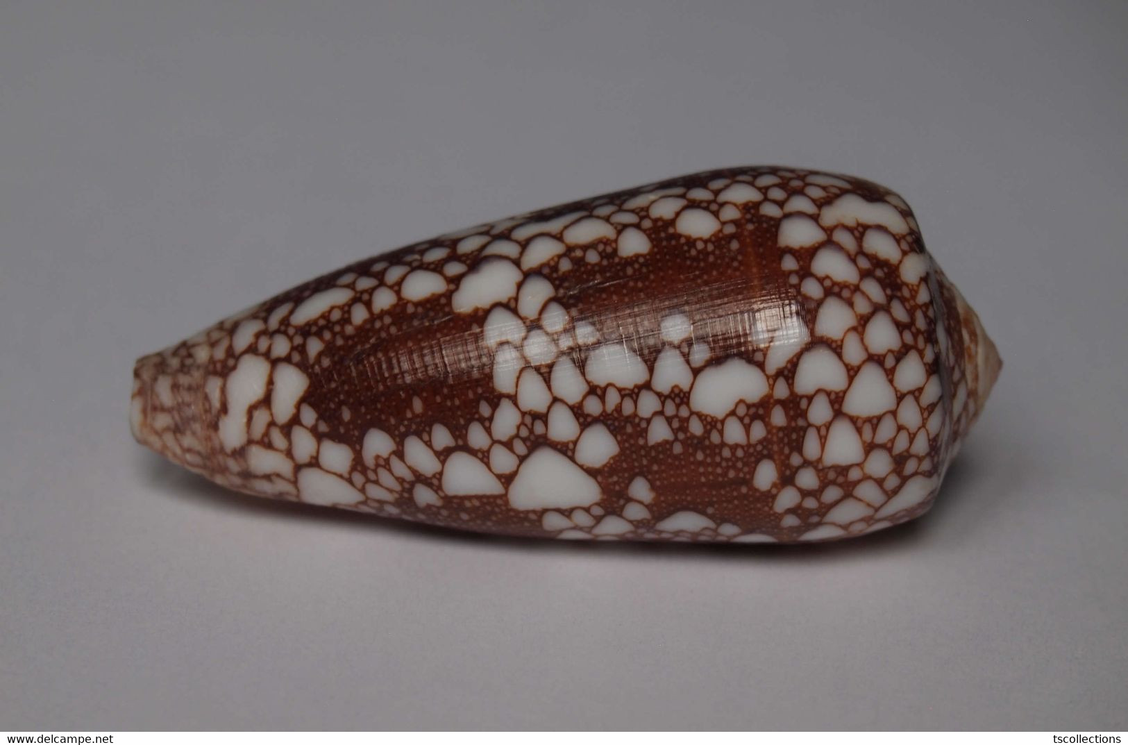 Conus Omaria - Coquillages