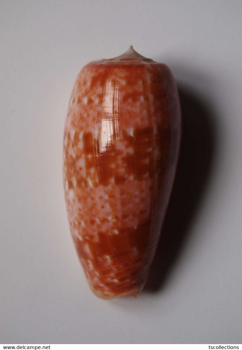 Conus Bullatus - Coquillages