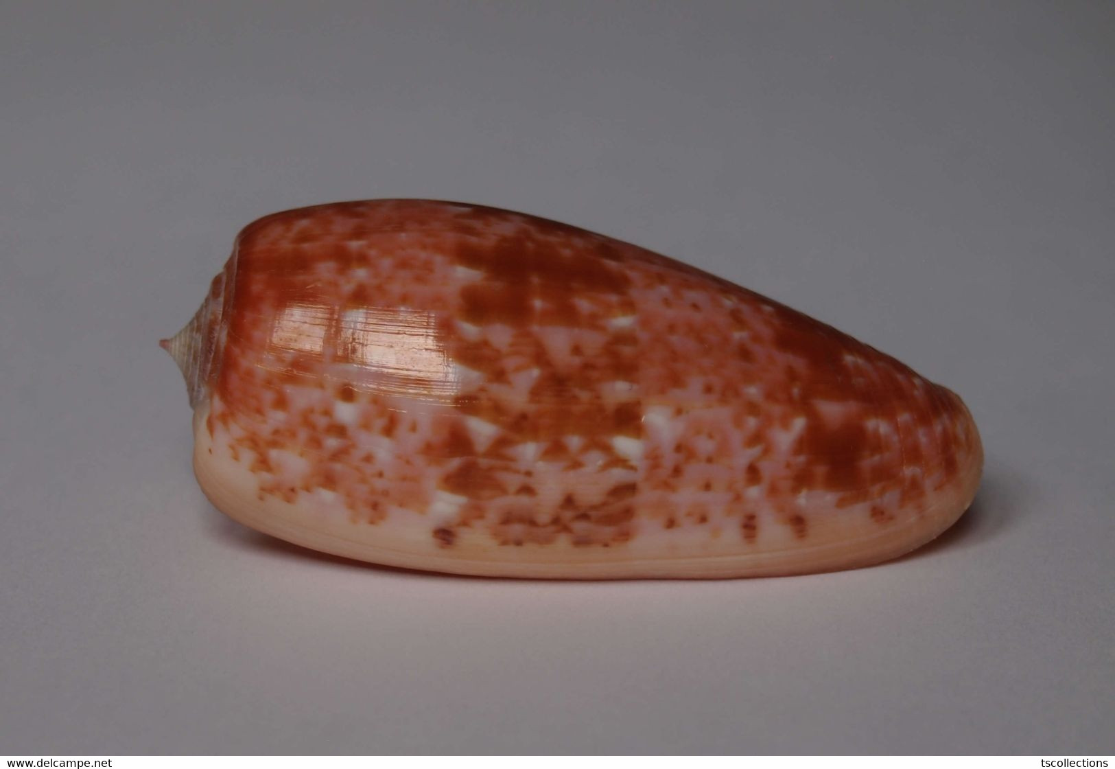 Conus Bullatus - Coquillages