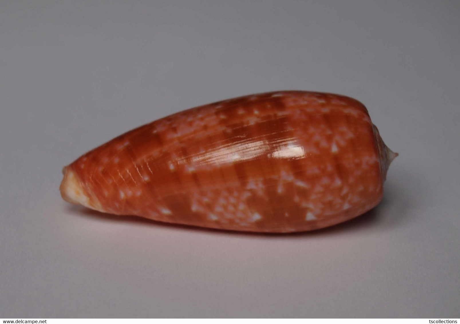 Conus Bullatus - Coquillages