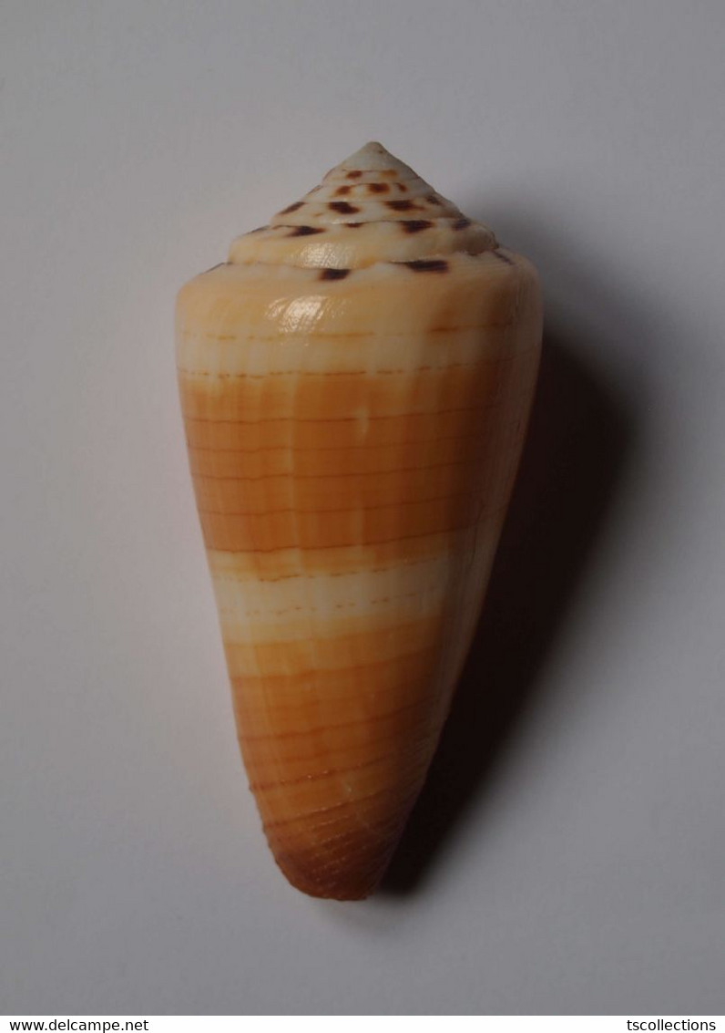 Conus Ferrugineus - Coquillages