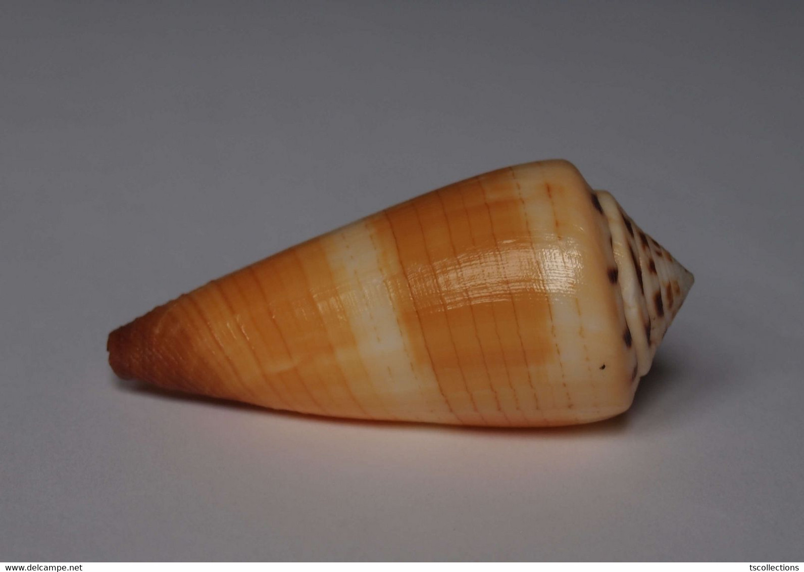 Conus Ferrugineus - Coquillages