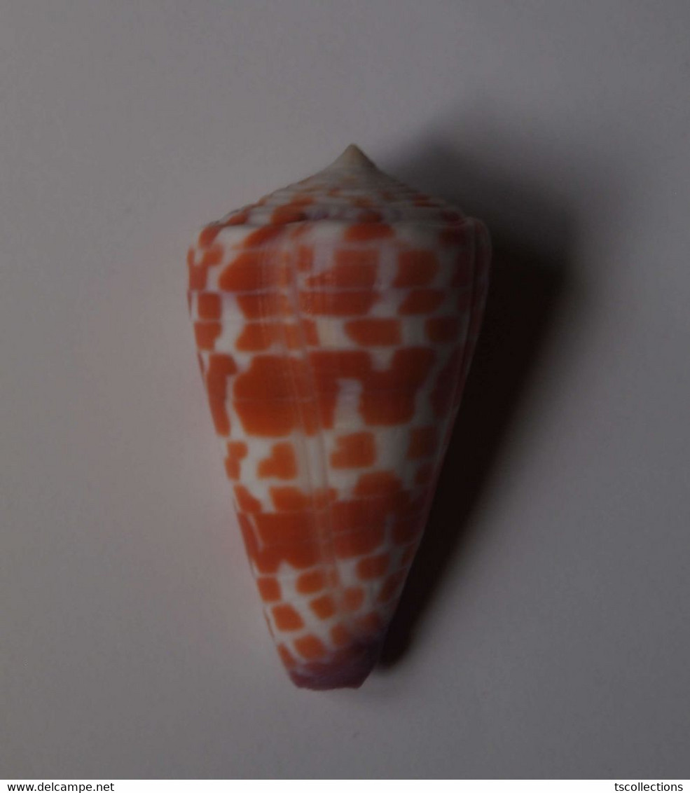 Conus Tessulatus - Coquillages