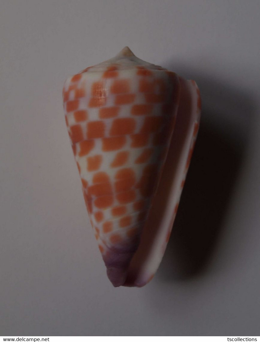 Conus Tessulatus - Coquillages