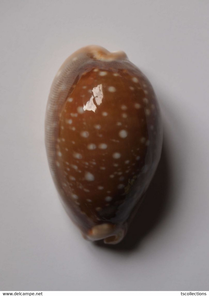 Cypraea Vitellus - Coquillages