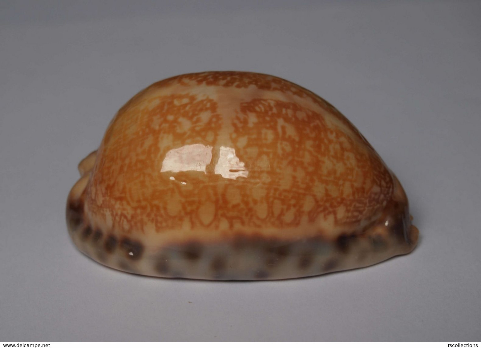 Cypraea Arabica Immanis - Coquillages