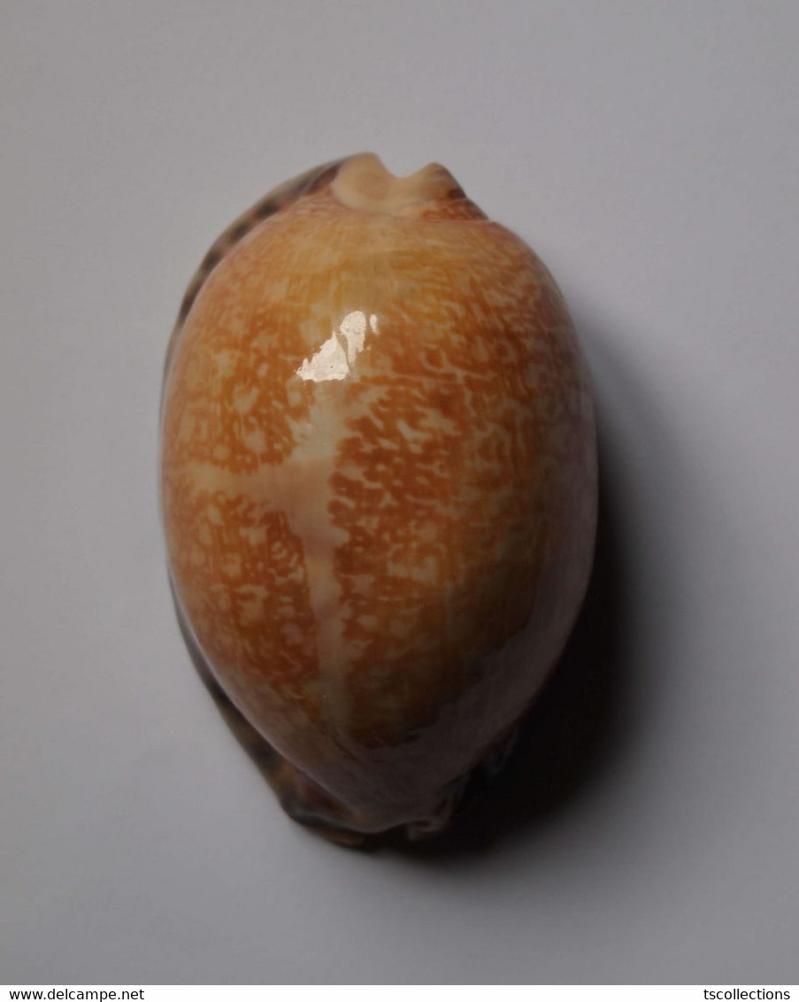 Cypraea Arabica Immanis - Coquillages