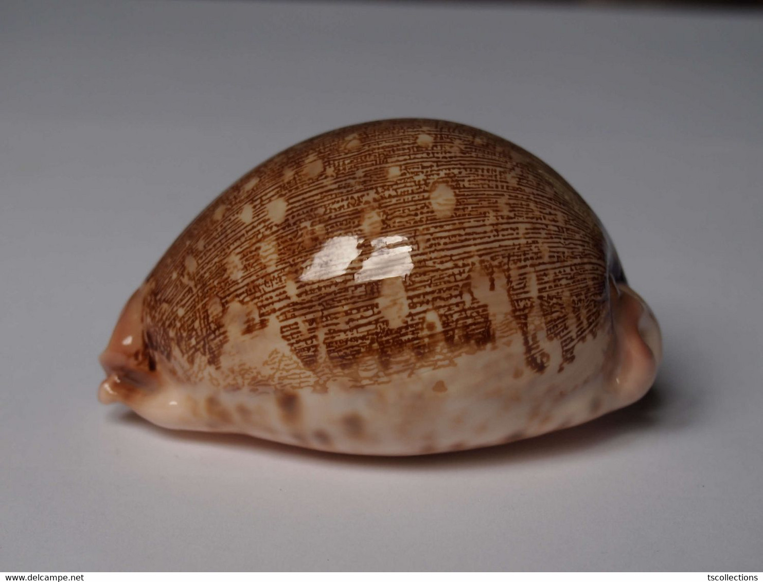 Cypraea Mappa - Coquillages