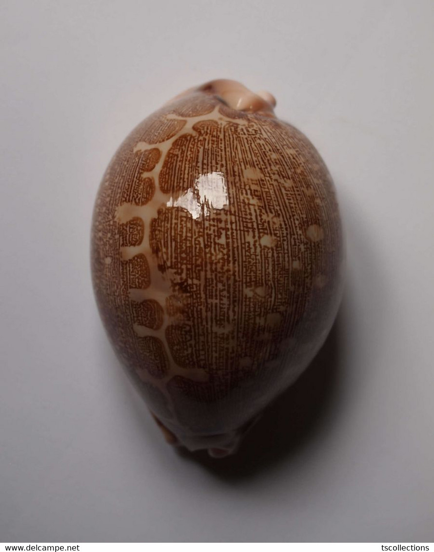 Cypraea Mappa - Coquillages