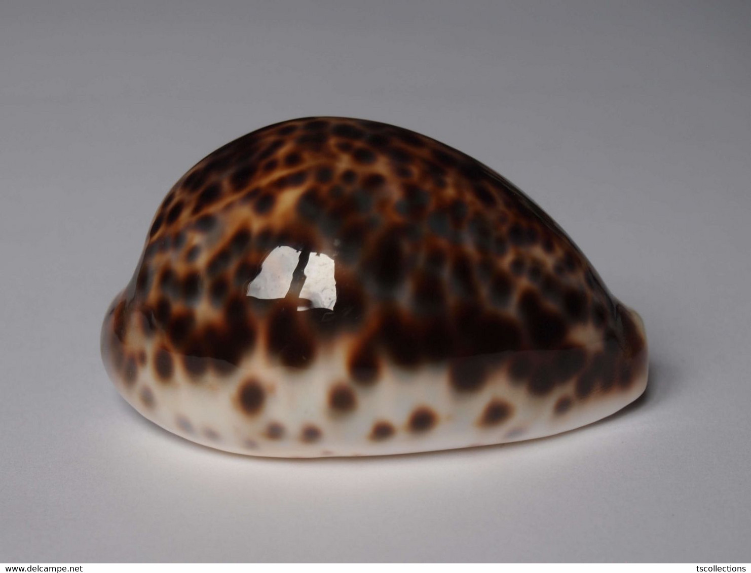 Cypraea Tigris - Coquillages