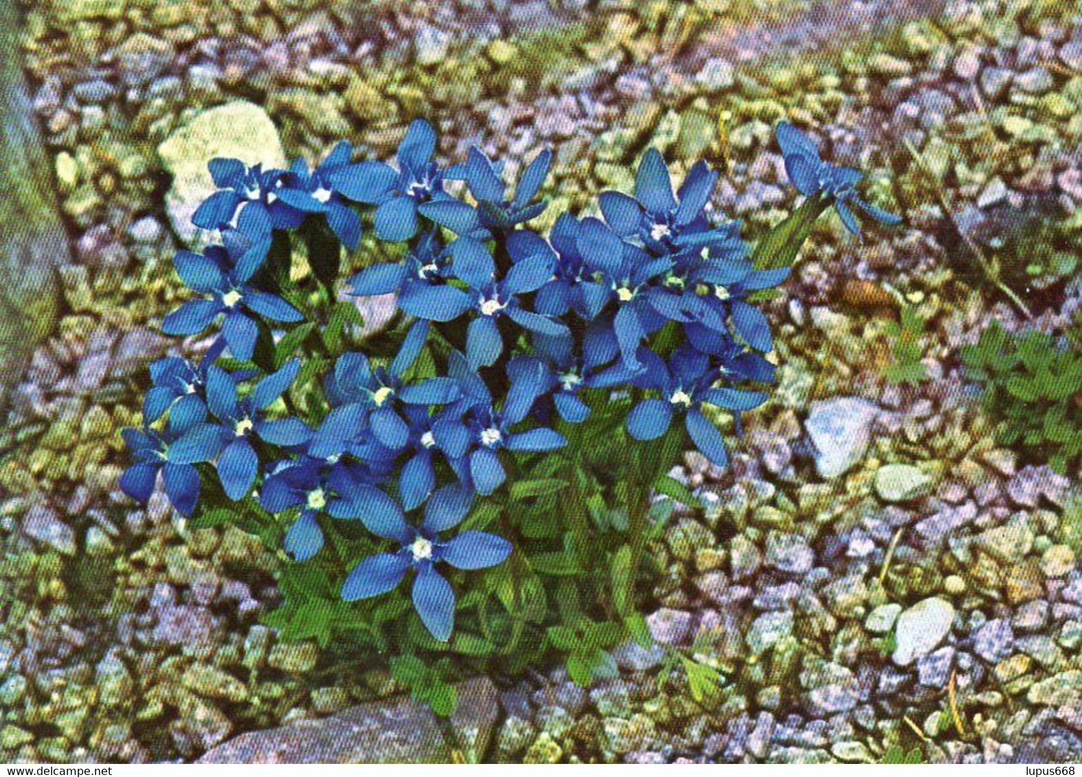 Enzian  Im Botanischen Garten, Kopenhagen - Medicinal Plants