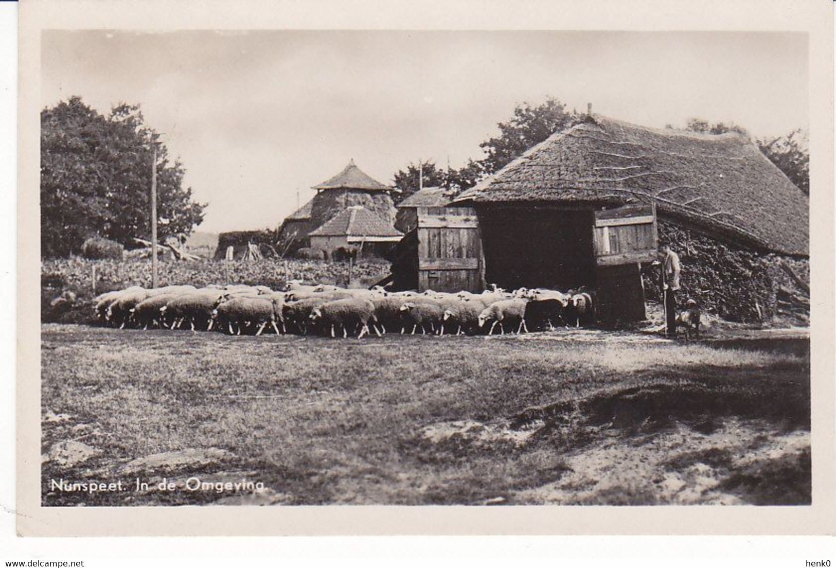 Nunspeet Schaapskooi Schapen M3838 - Nunspeet