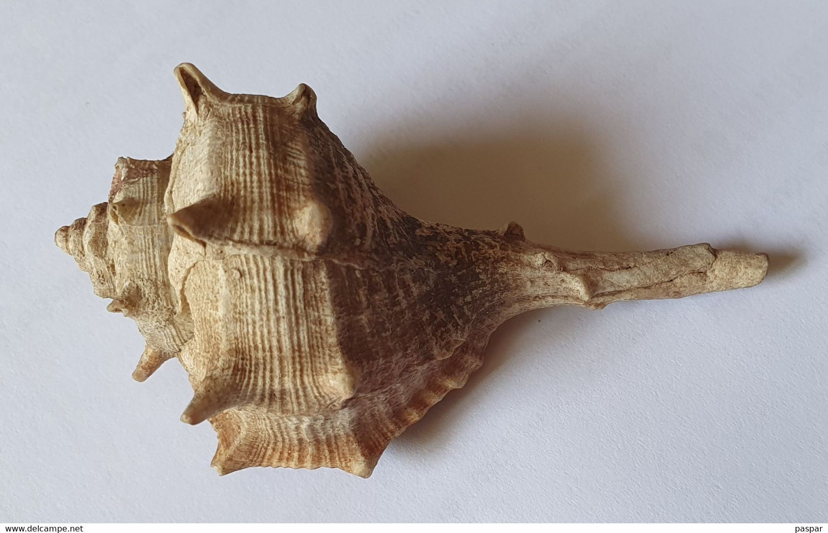 Coquillage Murex Afrique 7 Cm - Seashells & Snail-shells