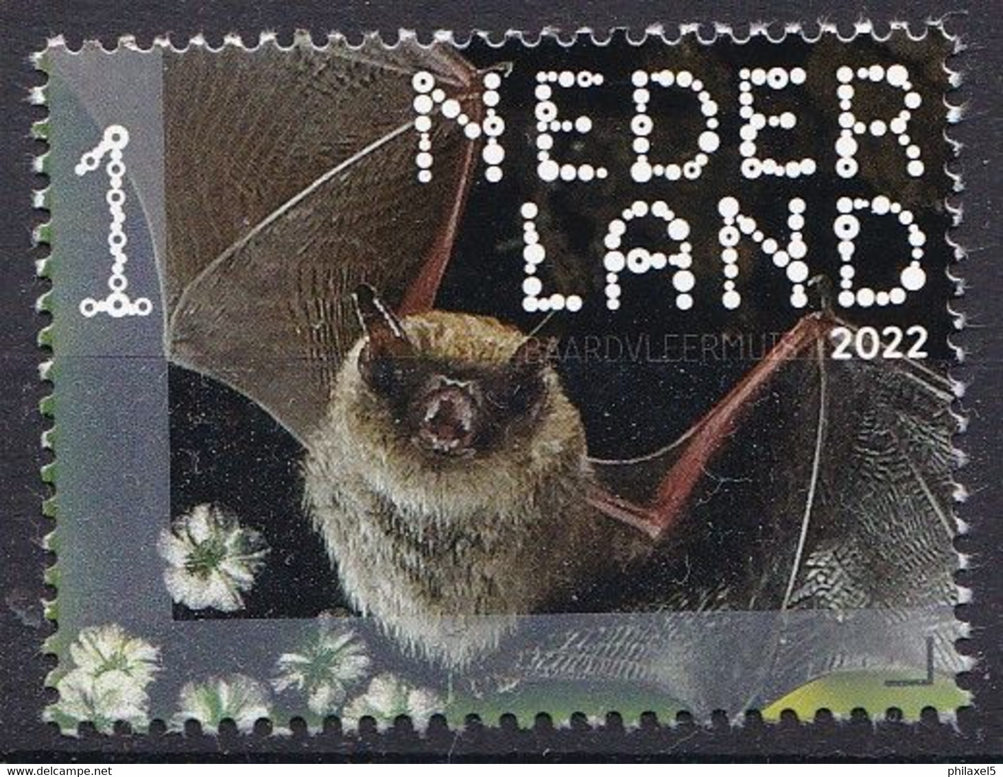 Nederland - Beleef De Natuur - 13 Juni 2022 - Sint-Pietersberg - Baardvleermuis - MNH - Bats