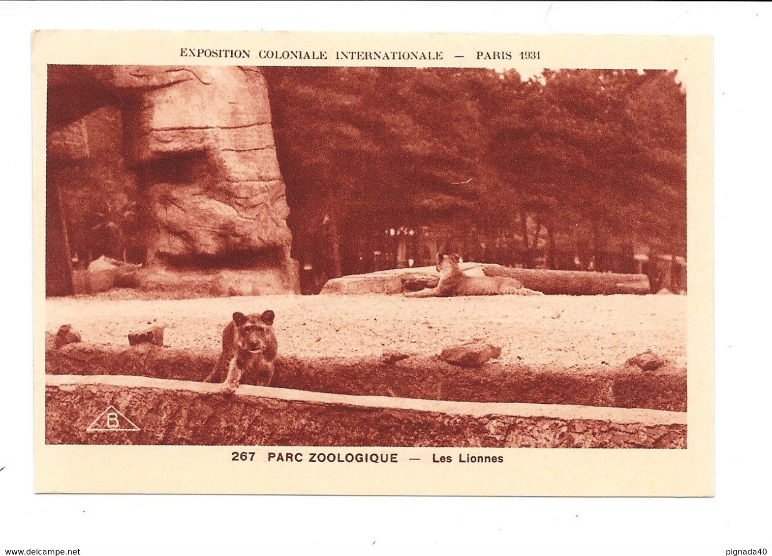 Cpa, Lot 3 Photos,  2 Scannes Plus Verso Publicité "jean Bart", Parc Zoologique, Lions Et Lionnes, Belle Carte - Lions