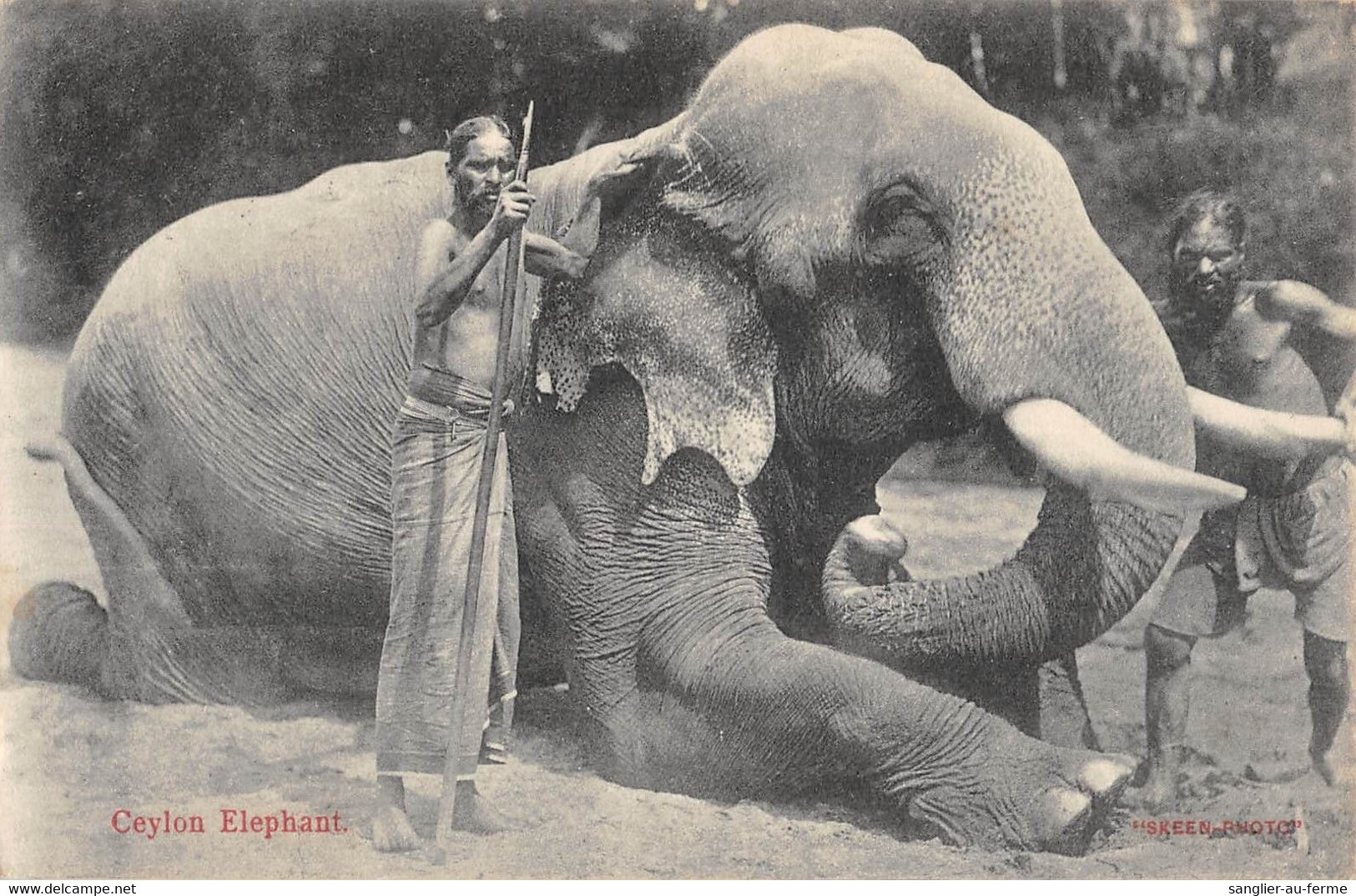 CPA CEYLON ELEPHANT - Sri Lanka (Ceylon)