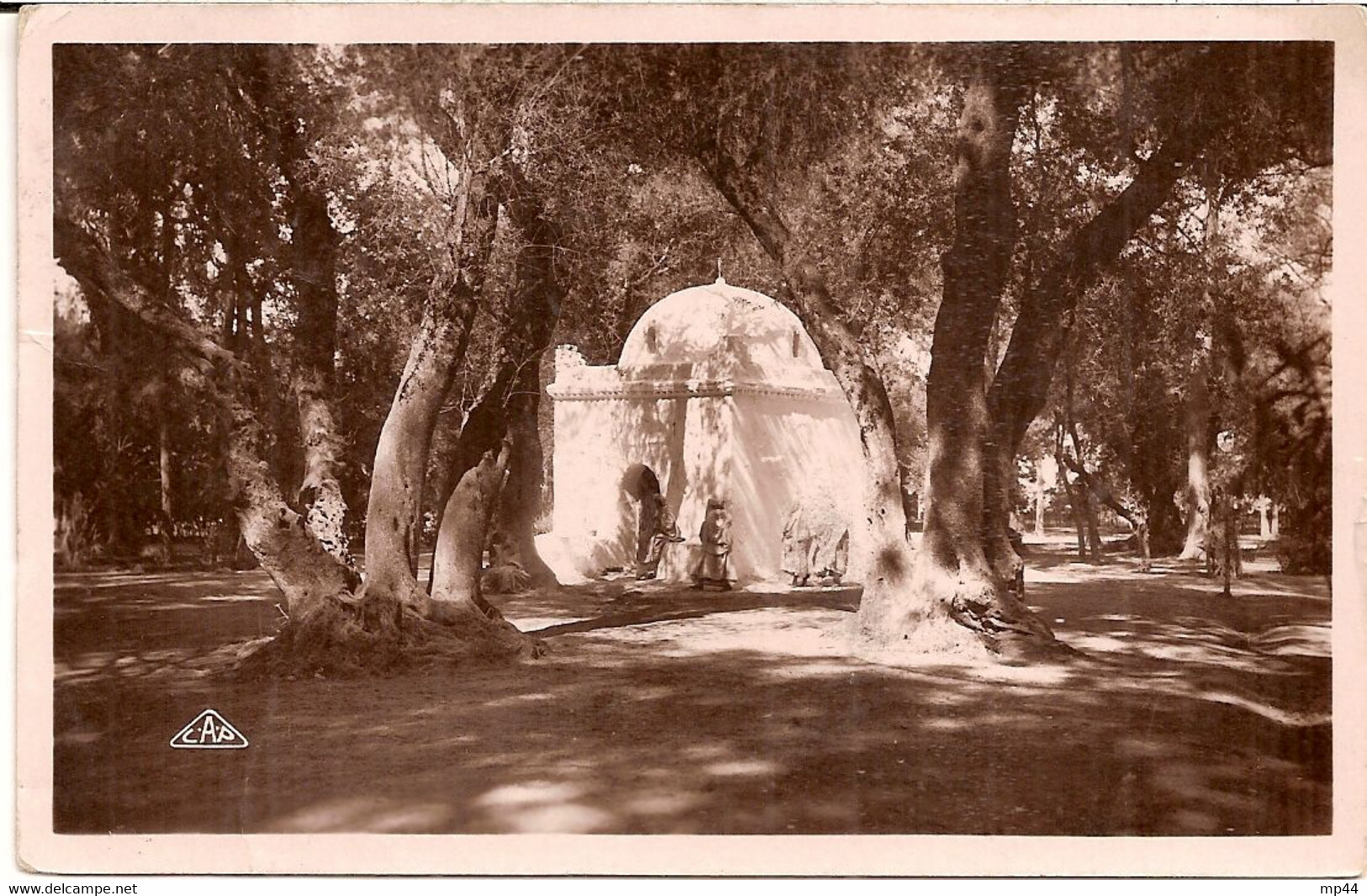 5H11 --- Algérie BLIDA Marabout Au Bois Sacré - Blida