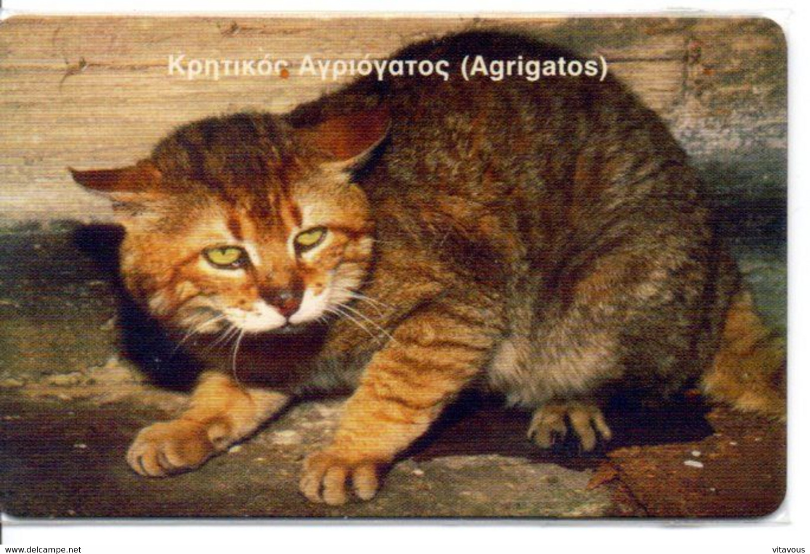 Chat Cat Katze Télécarte Grèce Animal  Phonecard ( D 824) - Grèce