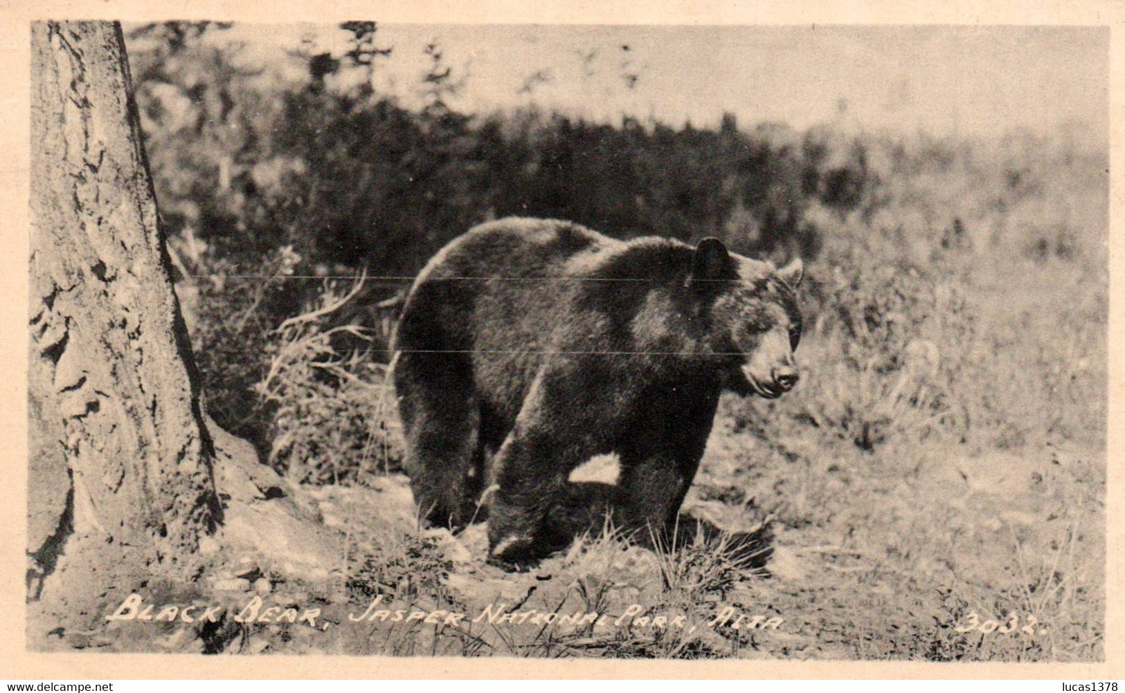 ALBERTA / JASPER NATIONAL PARK / BLACK BEAR - Jasper