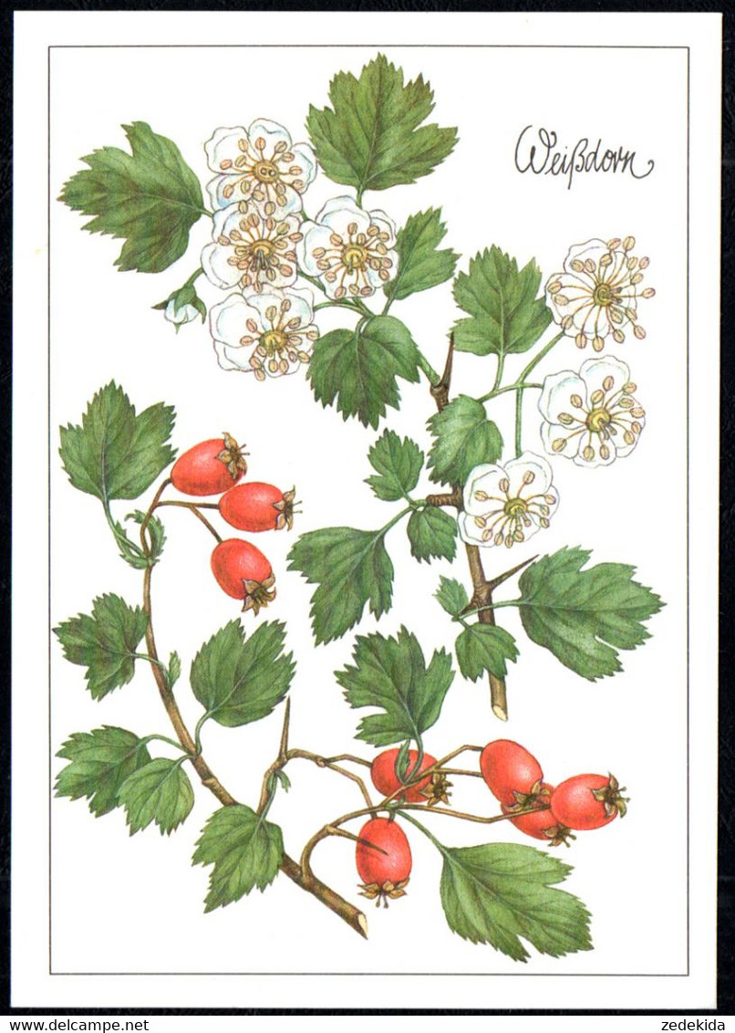 F8217 - TOP Gottschlich Christiane Künstlerkarte - Weißdorn Heilpflanze - Planet Verlag DDR - Medicinal Plants